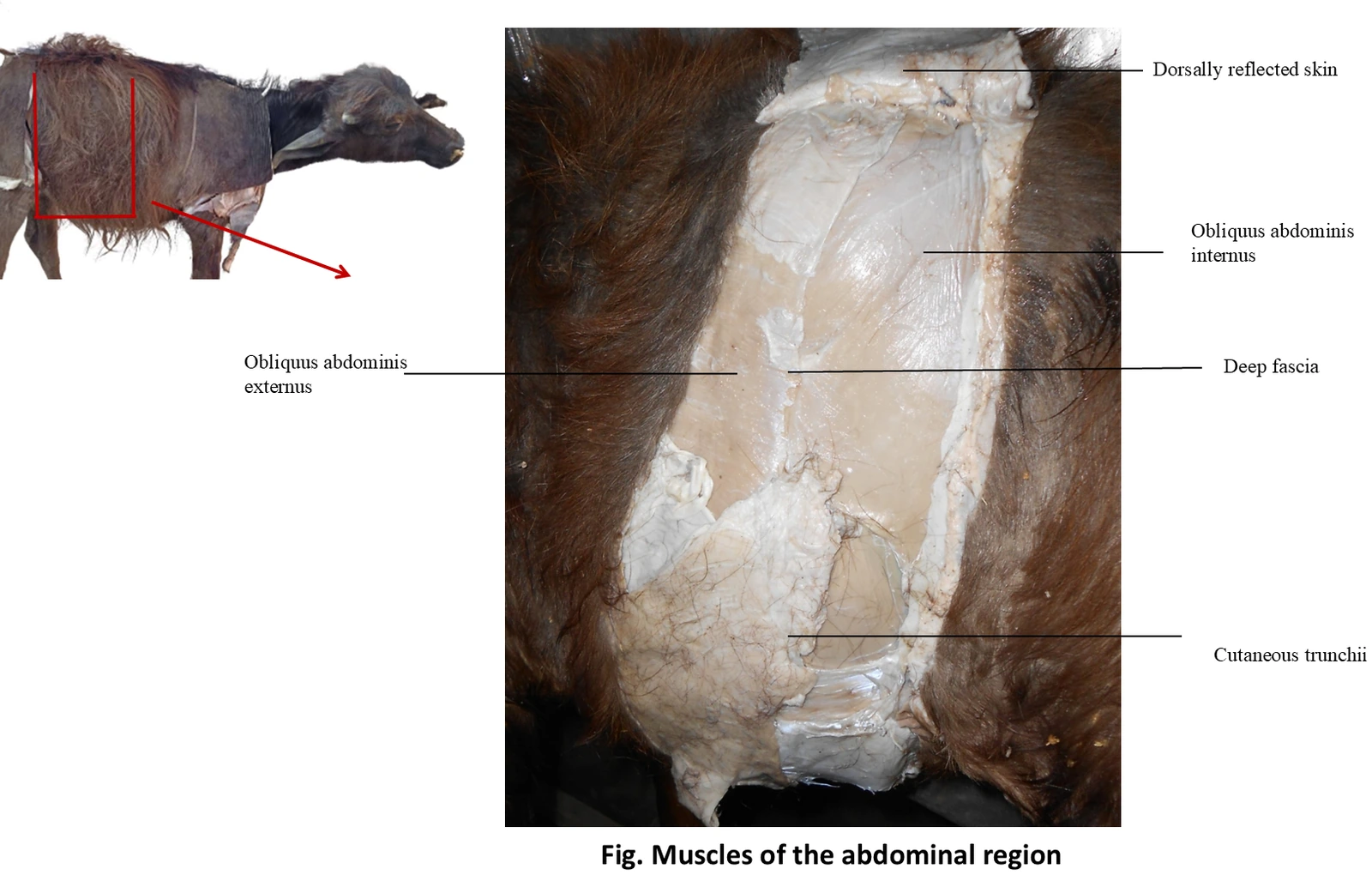 Muscles of Abdominal Region — Dissection overview displaying cutaneous trunci, deep fascia, obliquus abdominis externus, and obliquus abdominis internus with surgical callouts