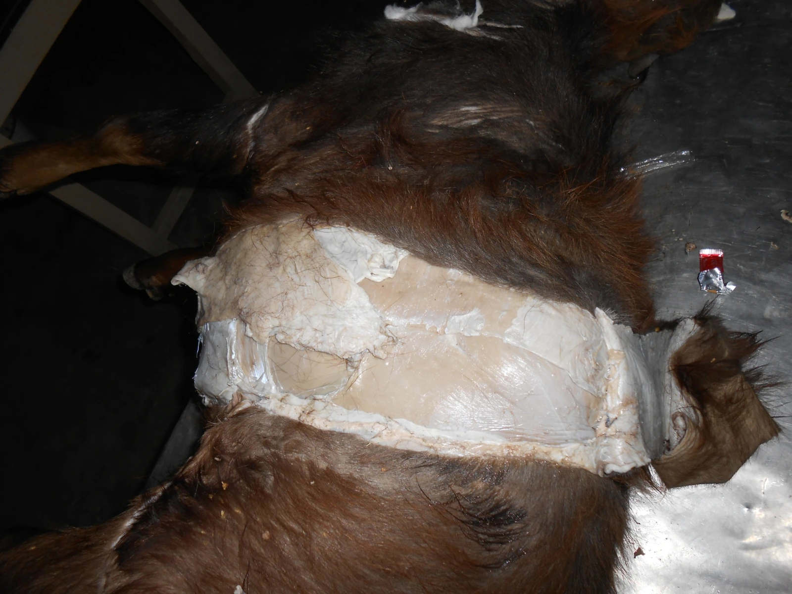 Lateral Abdominal Wall — Gross specimen displaying perpendicular muscle fibre orientation of external and internal abdominal obliques