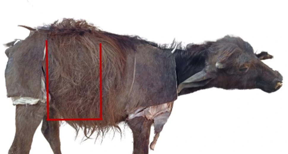 Flank Laparotomy Guide — Skin incision landmarks for paralumbar grid laparotomy and reflecting cutaneous tissues