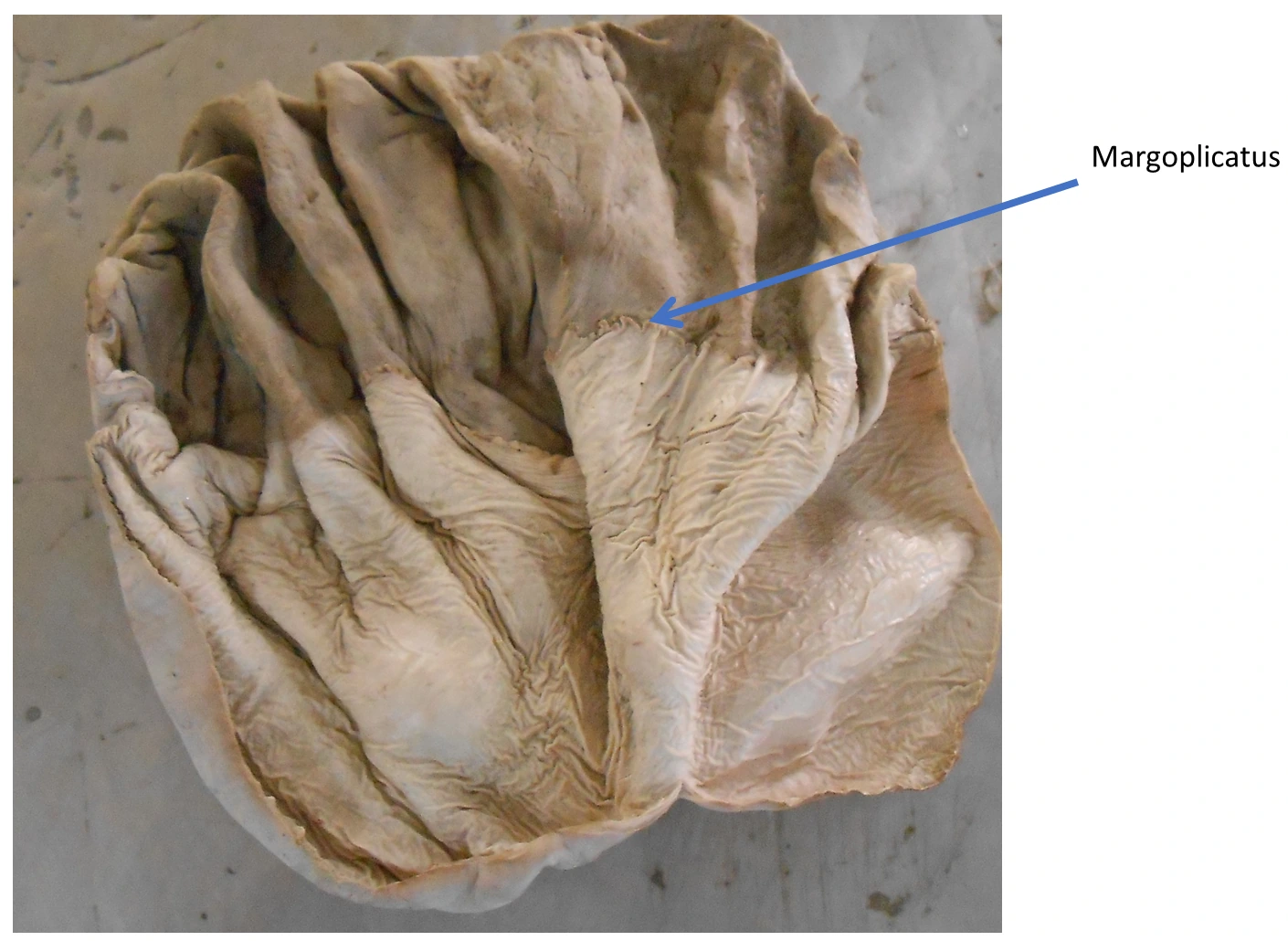 Equine Gastric Interior — Labeled specimen demonstrating the sharp margo plicatus separating non-glandular squamous and glandular fundic mucosa