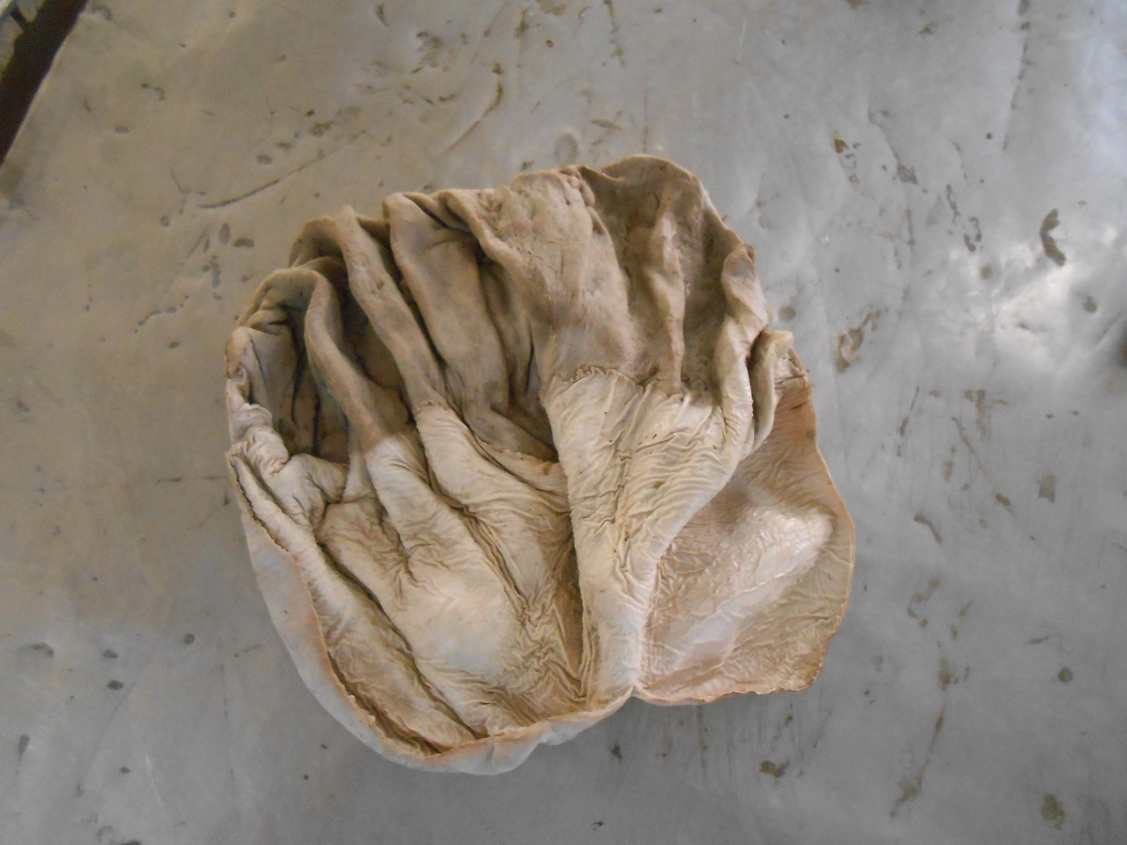 Equine Gastric Mucosa — Microscopic to macroscopic transition zone along the margo plicatus (primary site for equine gastric ulcer syndrome — EGUS)