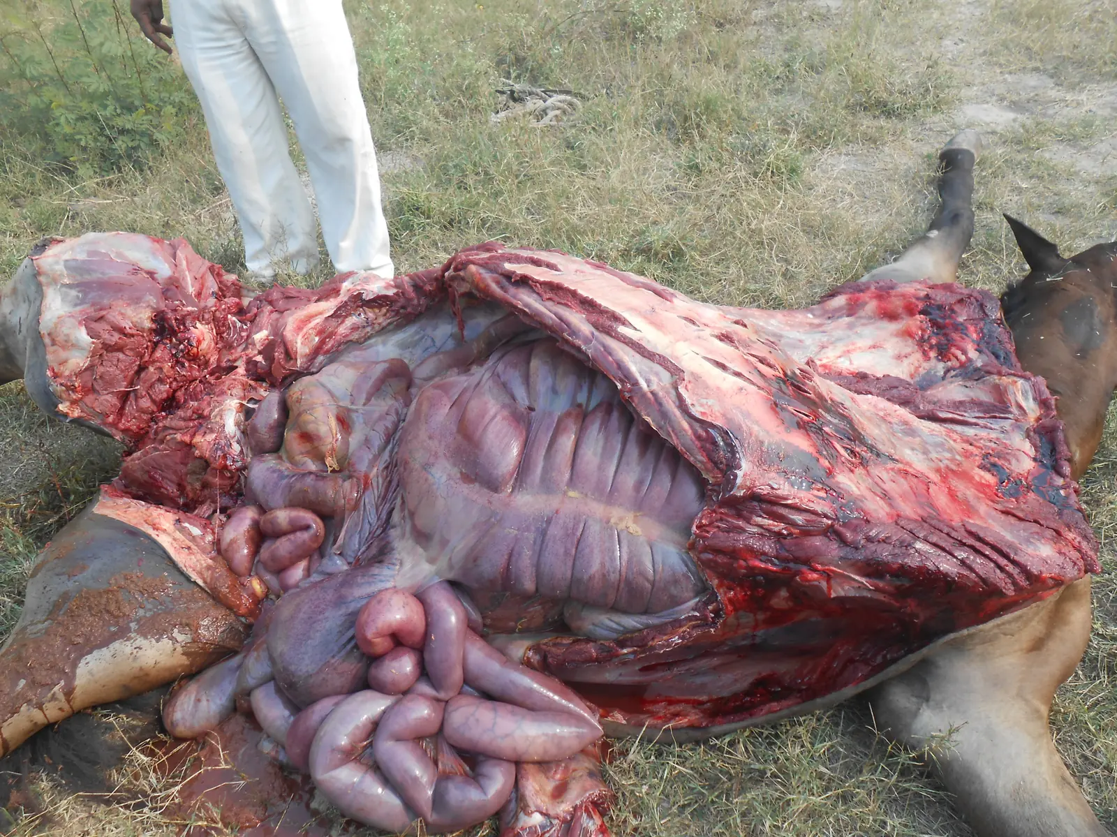 Equine Cecum — Enormous comma-shaped fermentation vat occupying the right flank, displaying muscular taeniae and haustra