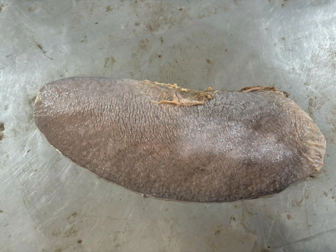 Ox Spleen — Smooth convex parietal surface fitting against the left cupula of the diaphragm under ribs 10–13