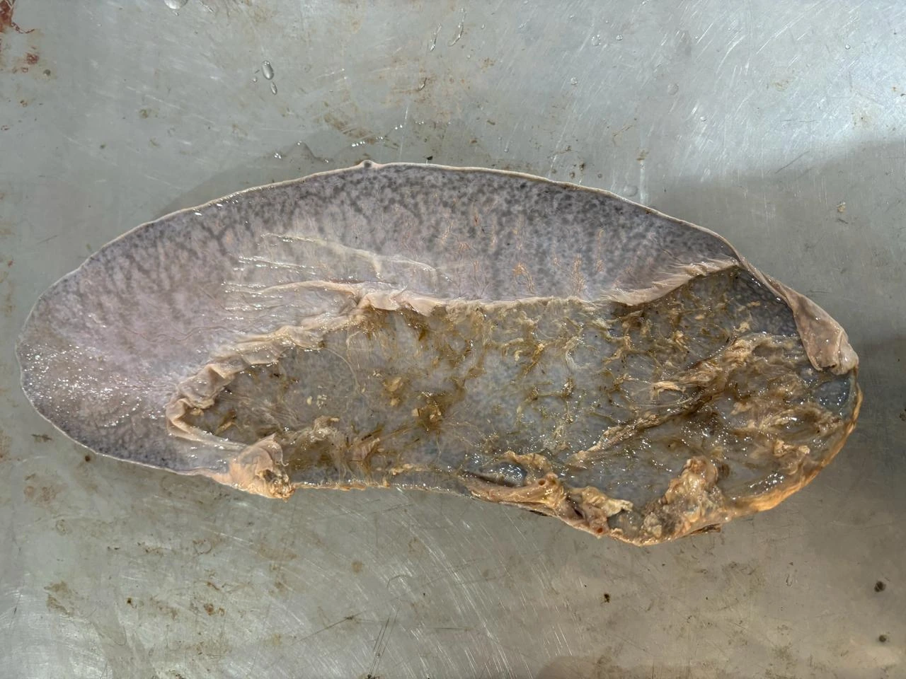Ox Spleen — Visceral surface showing splenic hilus, vascular entry, and impression of the dorsal ruminal sac