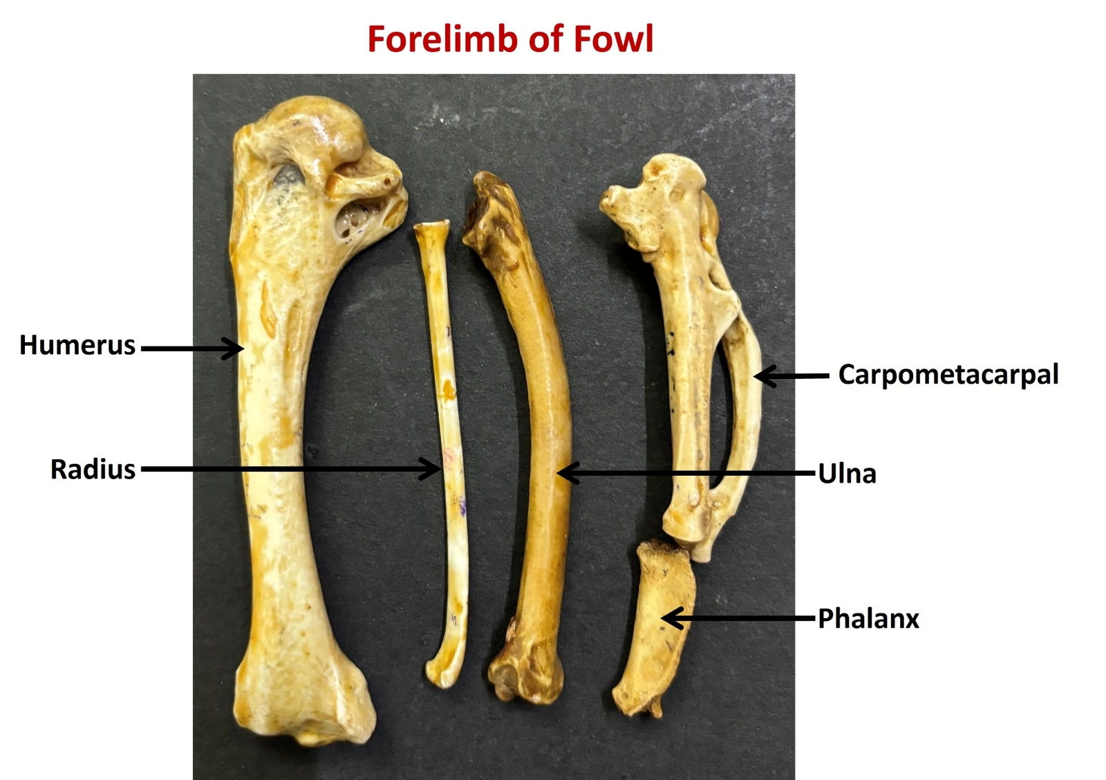 Forelimb of Fowl — Humerus, radius, ulna, carpometacarpus, phalanx