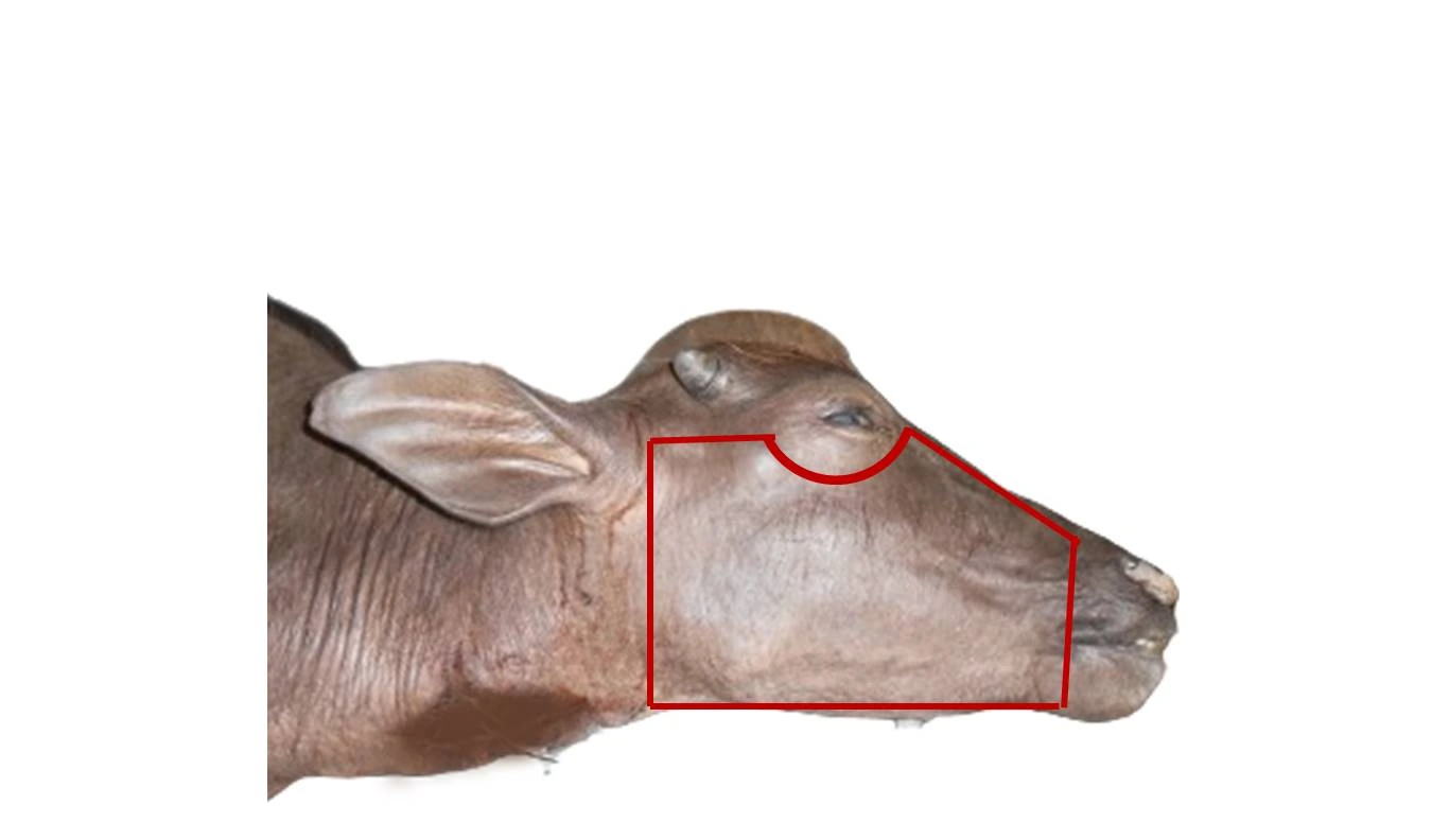 Facial Dissection Guide — Primary skin incision landmarks for exposing the lateral facial and mimetic muscle sheath
