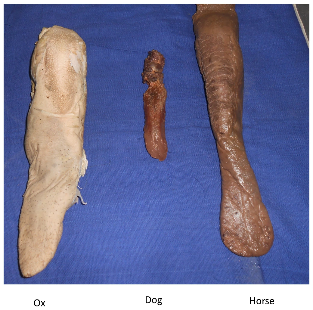 Comparative Lingual Anatomy — Side-by-side demonstration of Ox, Horse, and Dog tongues displaying species-specific dorsal morphology