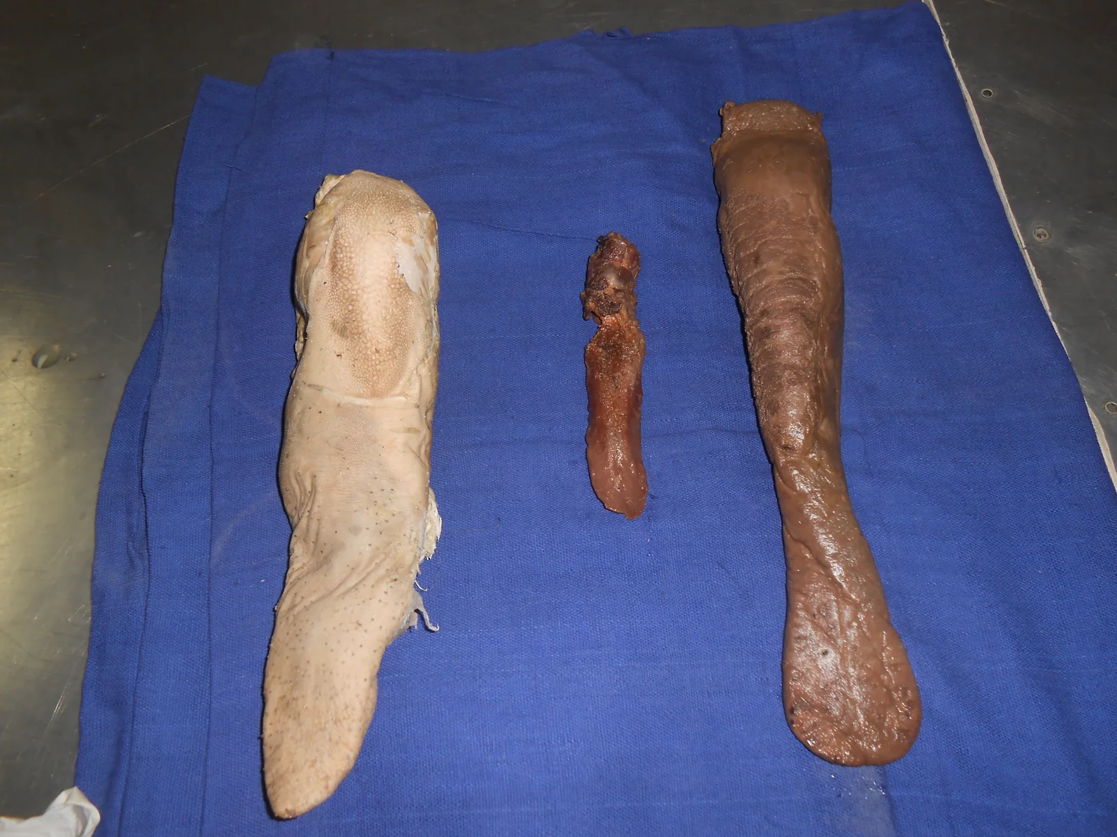 Comparative Tongues (Ox, Horse, Dog) — Torus linguae in Ox, spatulate apex in Horse, and dorsal sulcus/lyssa in Dog
