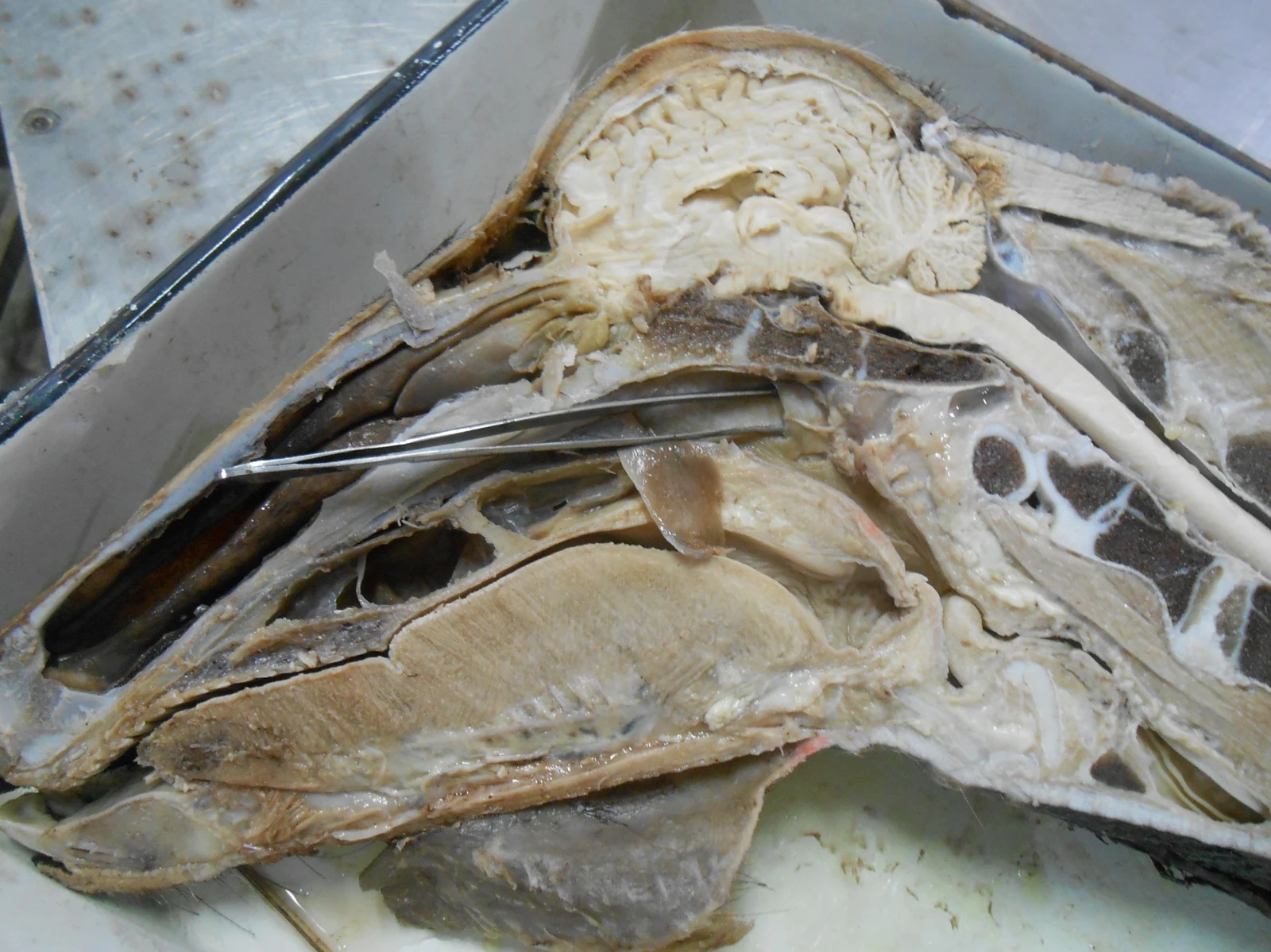 Pharyngeal Mucosa & Auditory Tube — Gross dissection showing communication between pharynx and middle ear cavity