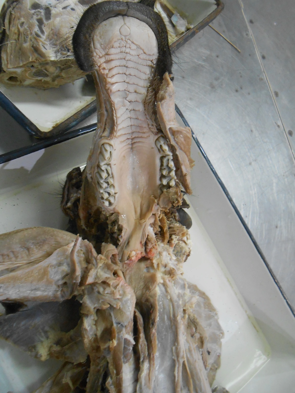 Ruminant Hard Palate — Gross specimen showing dental pad (pulvinus dentalis) replacing upper incisors and transverse palatine rugae