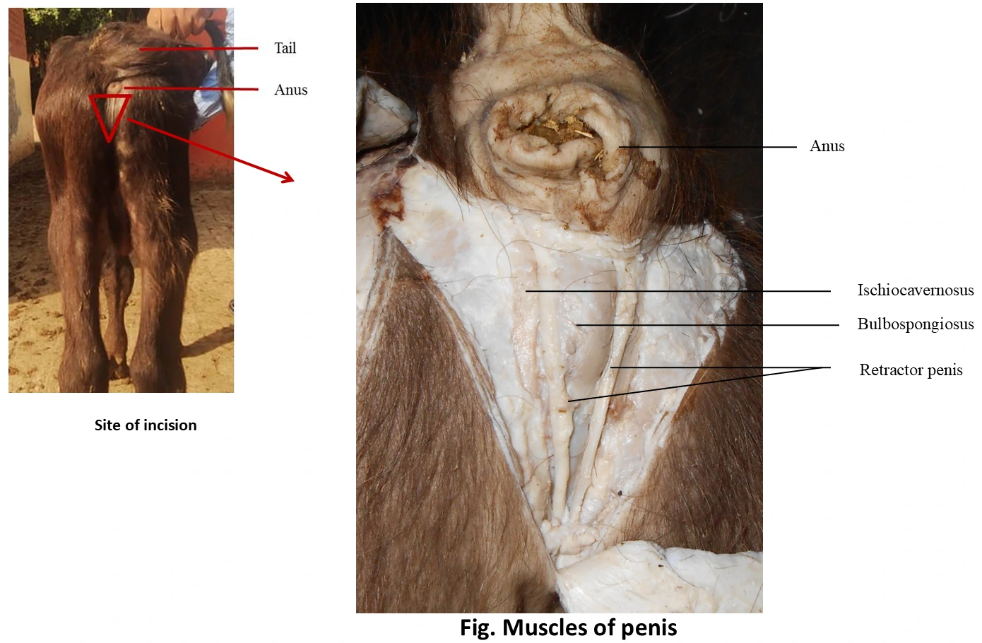 Muscles of Penis & Perineum — Dissection displaying ischiocavernosus, bulbospongiosus, retractor penis, and anus with surgical callouts