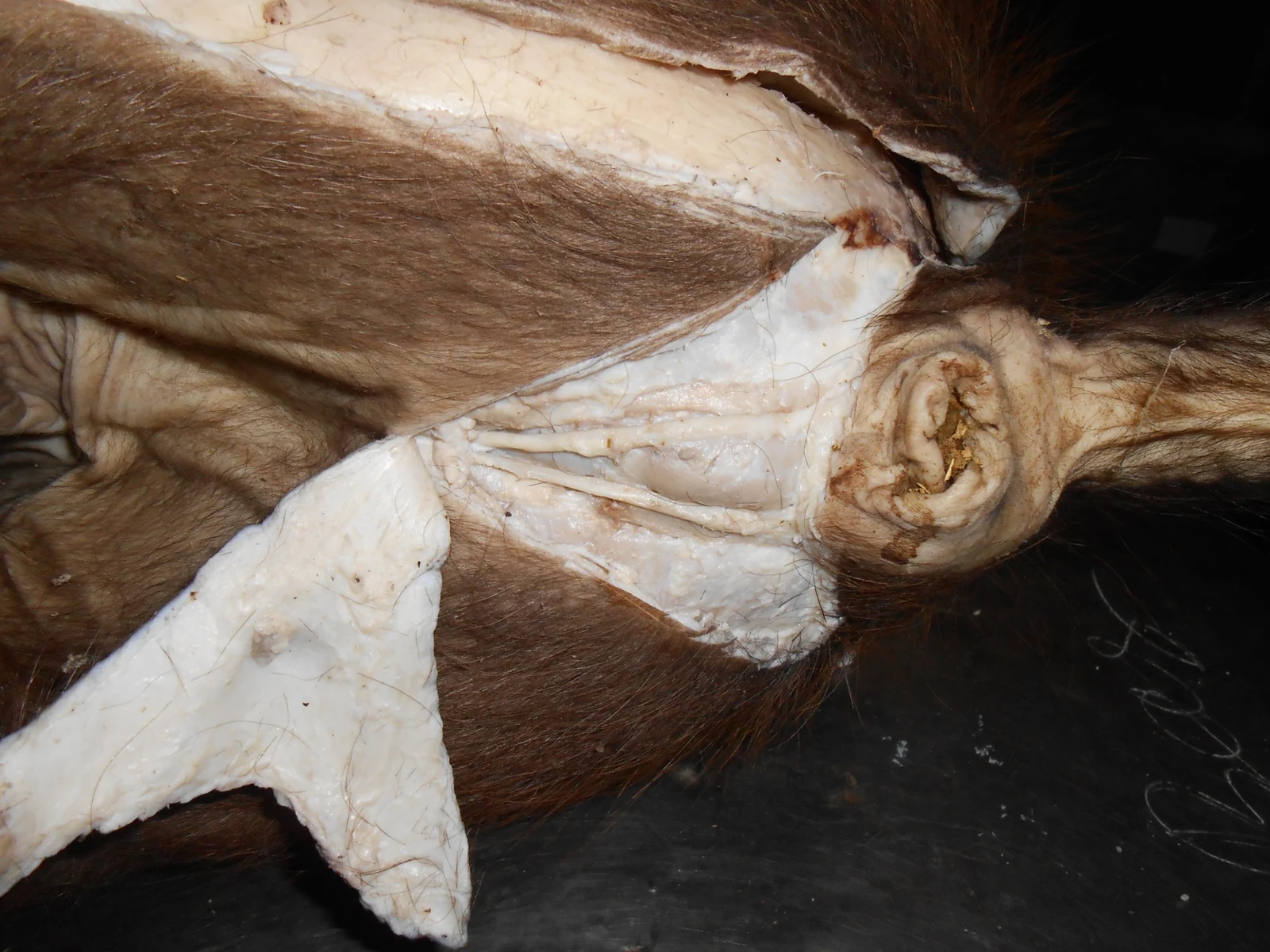 Perineal & Penile Muscles — Close-up gross dissection showing roots of penis, crura, and bulb of urethra