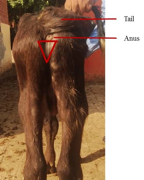 Perineal Dissection Guide — Skin incision landmarks for surgical exposure of the penile root and perineal urethra