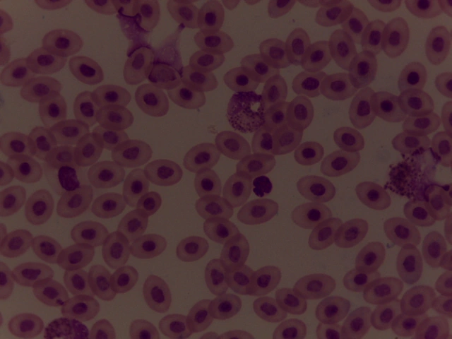 Avian Blood Smear — 40x: Elliptical nucleated erythrocytes with central elongated nuclei