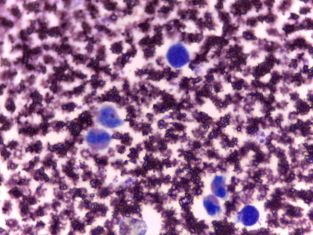 Bovine Peripheral Blood Smear — Uniform biconcave RBC morphology in young calf