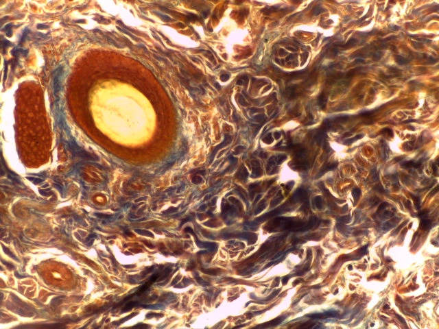 Connective Tissue — Wavy eosinophilic collagen fibre bundles in extracellular matrix