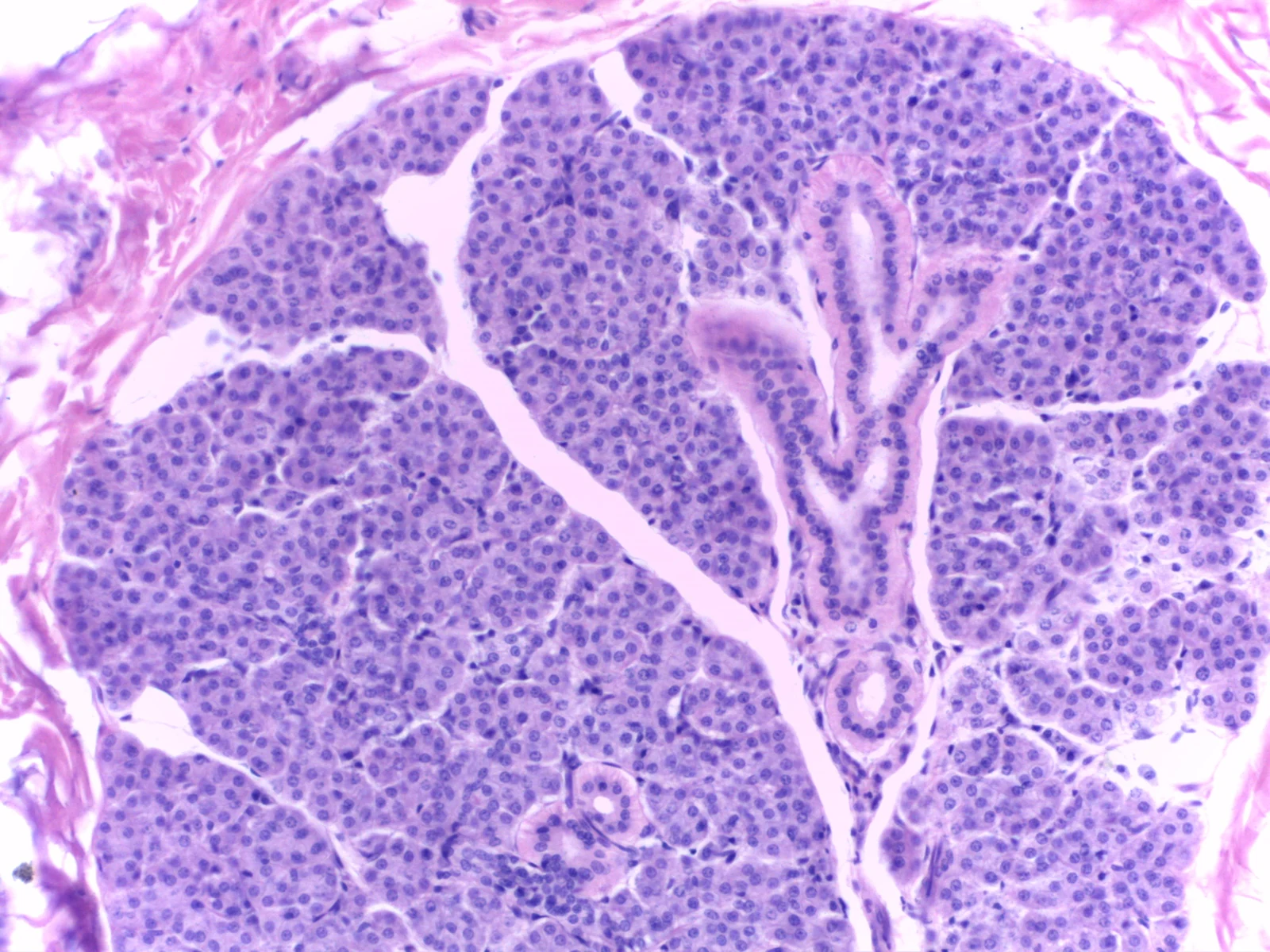 Parotid Gland — 20x: Densely packed serous acini with narrow lumina and eosinophilic secretory granules