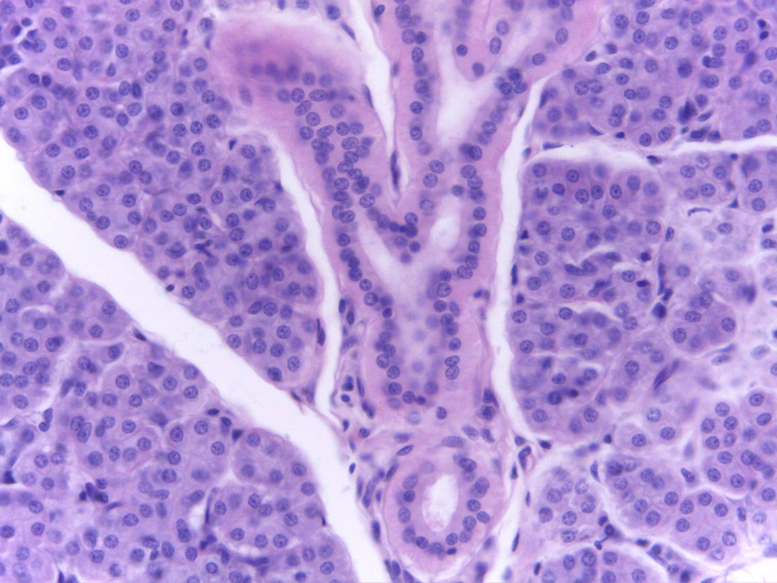 Parotid Gland — 40x: Pyramidal serous cells with round basal nuclei and apical zymogen granules surrounding intercalated ducts