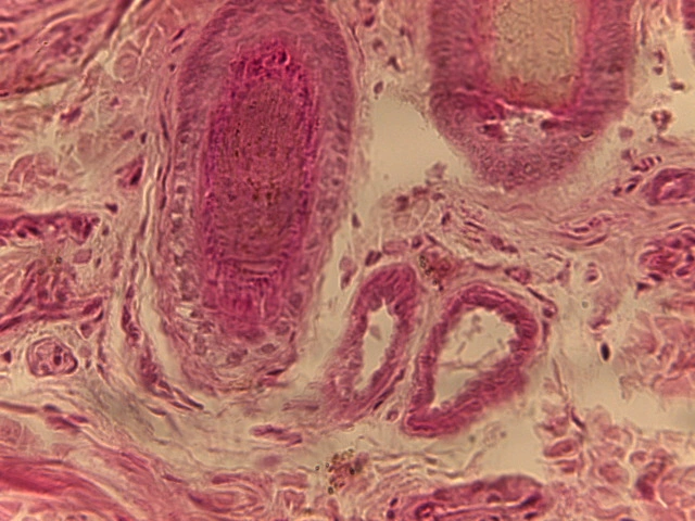 Sweat Glands — 40x H&E: Cross-sections of simple coiled tubular secretory units lined by cuboidal epithelium